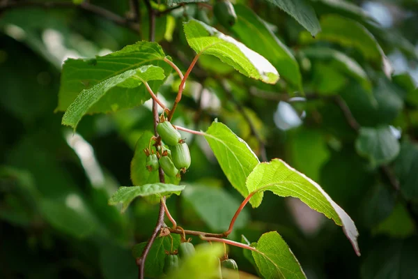 Actinidia frutages no ramo Imagem De Stock