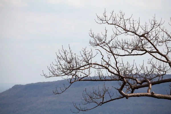 Árvore seca no fundo — Fotografia de Stock
