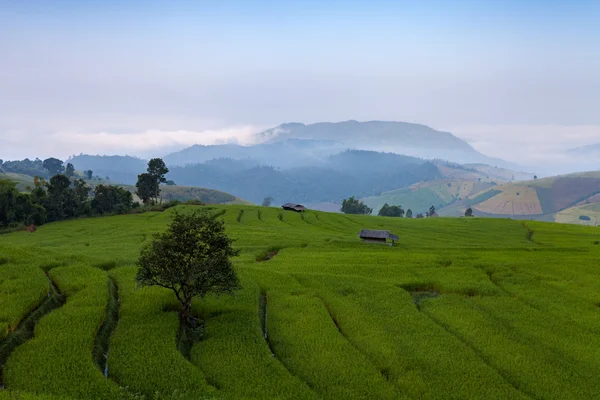 Terrain de riz vert en terrasses à Ban Pa Bong Peay à Chiangmai, Thaïlande — Photo