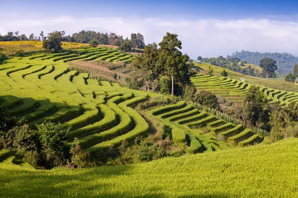 Terrain de riz vert en terrasses à Ban Pa Bong Peay à Chiangmai, Thaïlande — Photo
