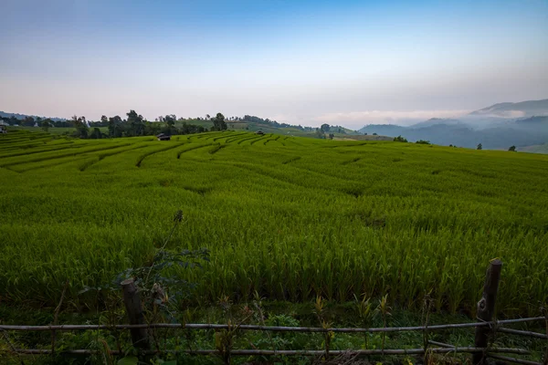 Green tarasowe pola ryżu w Bong Ban Pa Peay w Chiangmai, tajski — Zdjęcie stockowe