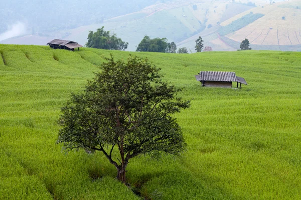 Tree in green terraced rice field at Ban Pa Bong Peay in Chiangmai — Stock Photo, Image