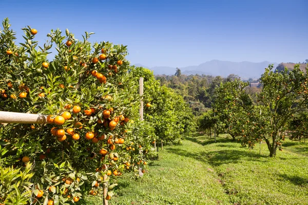 Плантации апельсиновых деревьев в саду — стоковое фото