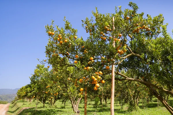 Orange trees plantations in garden — Stock Photo, Image