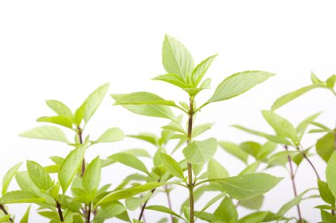 Beyaz yakın çekim taze fesleğen yaprağı