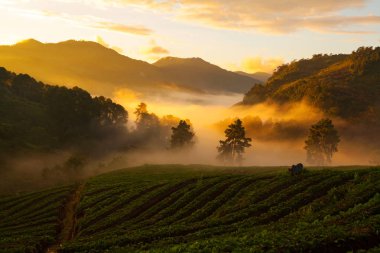 Puslu sabah gündoğumu Doi Ang khang Mountain çilek bahçesinde
