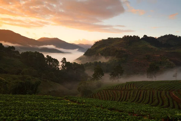 Misty morning sunrise in strawberry garden at Doi Ang khang mountain — Stock Photo, Image
