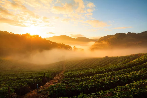 Misty amanecer de la mañana en el jardín de fresas en la montaña Doi Ang khang — Foto de Stock