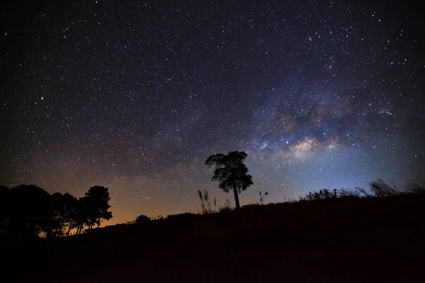 美しい銀河や日の出前に夜の空のツリーのシルエット — ストック写真