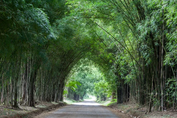 Túnel de bambu e estrada — Fotografia de Stock