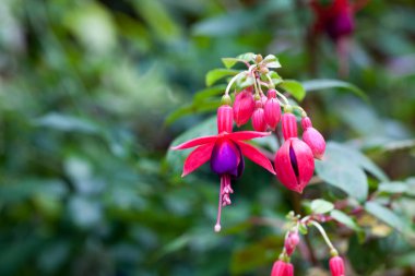 pembe ve mor, fuşya