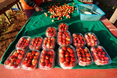 Doi Angkhang dağ, chiangmai, taze çilek: Tayland