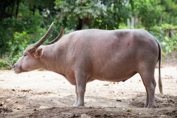 Buffalo albino tailandés (Tailandia Buffalo rosado ) — Foto de Stock