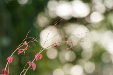 bokeh arka planda büyüyen kırmızı bitki