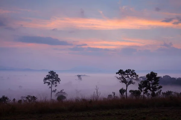 Туманний ранковий sunrise в Thung Salang Луанг Національний парк — стокове фото