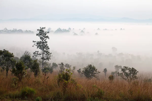 Nebel im Wald im Thung Salang Luang Nationalpark Phetchabun — Stockfoto