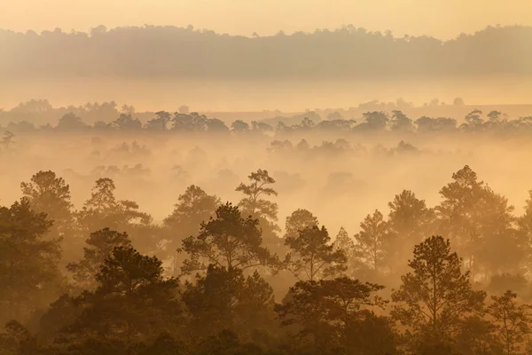 Nebel im Wald im Thung Salang Luang Nationalpark Phetchabun — Stockfoto