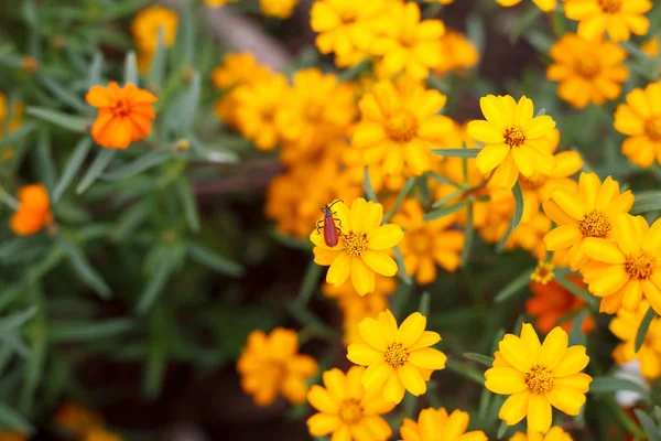 Besouro lírio vermelho na flor — Fotografia de Stock