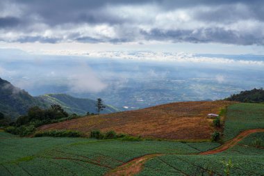 Phutabberk Phet tarım alanlarında birçok yeşil lahana