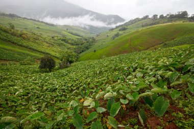 Taro alanında Dağı'nda: Phetchabun, Thailand