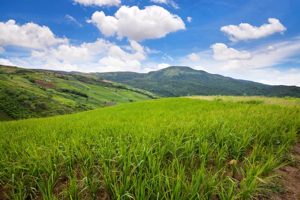 Groene terrasvormige rijst veld op Phutabberk in Phetchabun, Thailand — Stockfoto