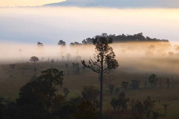 Nebel im Wald im Thung Salang Luang Nationalpark Phetchabun, Thailand — Stockfoto