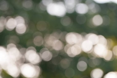 Doğal yeşil bokeh arkaplanı