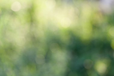 Doğal yeşil bokeh arkaplanı