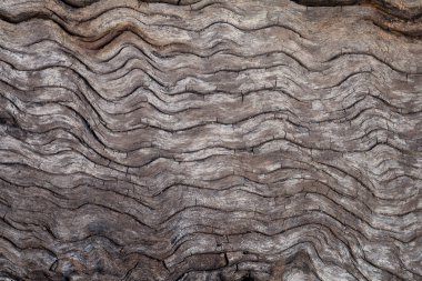 Eski ahşap doku arka plan doğa üzerinde