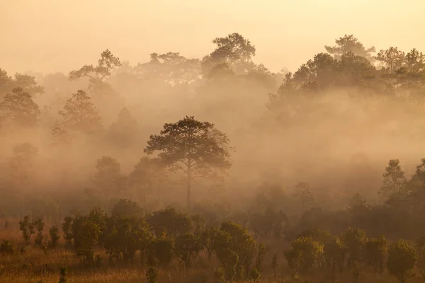 Nebliger Morgensonnenaufgang im Wald des Thung Salang Luang Nationalparks — Stockfoto