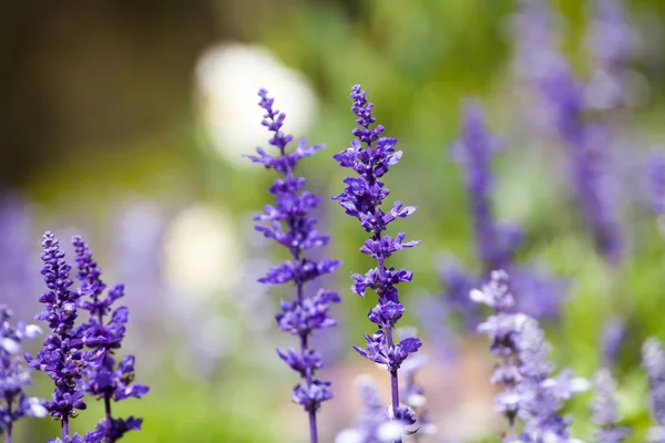 Lavender flowers, close-up, selective focus — Stock Photo, Image