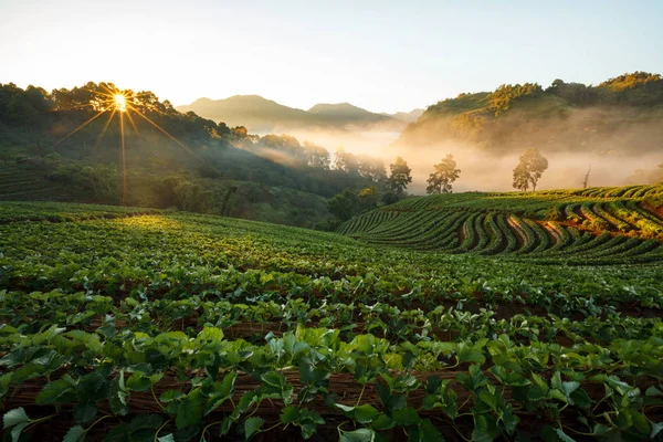 Misty morning sunrise in strawberry garden at Doi Angkhang mountain — Stock Photo, Image