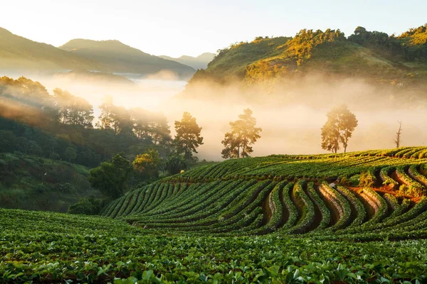 Amanecer brumosa mañana en el jardín de fresas en la montaña doi angkhang — Foto de Stock