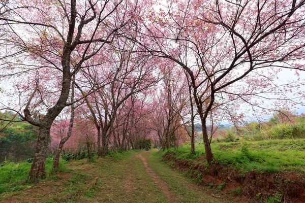 Kiraz çiçeği yolu Khun Wang Chiangmai, Tayland. — Stok fotoğraf