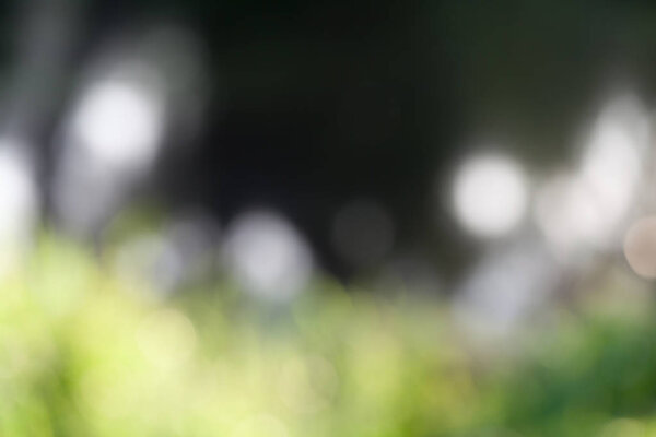 natural green bokeh background