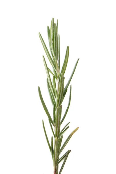 Rosemary isolated on white background Stock Image