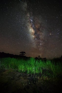 Samanyolu ve ağaç Phu Hin Rong Kla Milli Parkı, silüeti