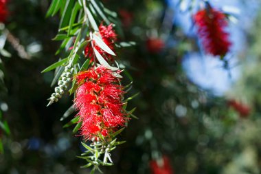Kırmızı bottlebrush çiçek çiçeklenme