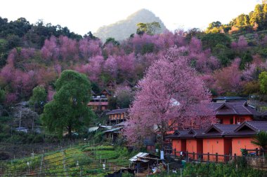 Sakura or cherry blossom at Doi Ang Khang in Chiang Mai, Thailan