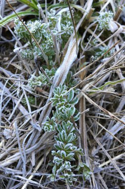 Frost yaprakları Doi Inthanon Chiang mai, Tayland, kaplı.