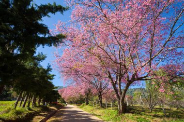 Kiraz çiçeği yolu Khun Wang Chiangmai, Tayland.