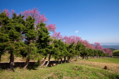 Kiraz çiçeği yolu Khun Wang Chiangmai, Tayland.
