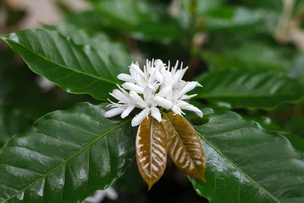 Coffee tree blossom with white color flower — Stock Photo, Image