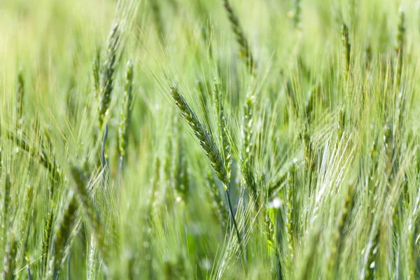 Fechar campo de trigo verde — Fotografia de Stock