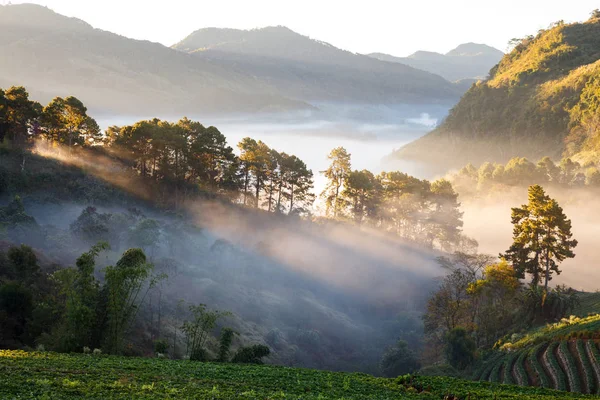 Misty morning sunrise in strawberry garden at Doi Ang khang moun — Stock Photo, Image