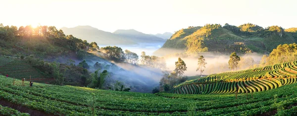 Misty manhã nascer do sol no jardim de morango em Doi Ang khang moun — Fotografia de Stock