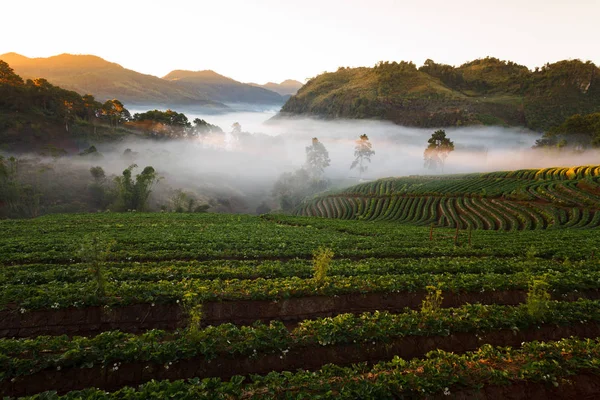 Misty morning sunrise in strawberry garden at Doi angkhang mount — Stock Photo, Image