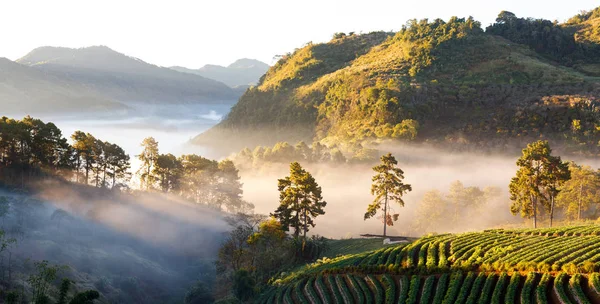 Amanecer brumosa mañana en el jardín de fresas en doi angkhang monte — Foto de Stock