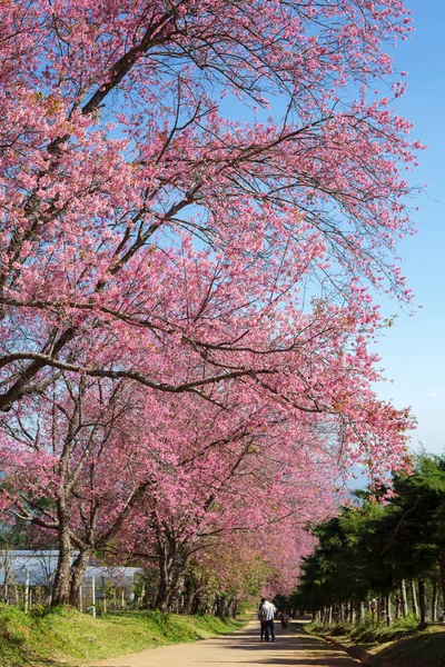 Cherry blossom pathway in Khun Wang ChiangMai, Thailand.