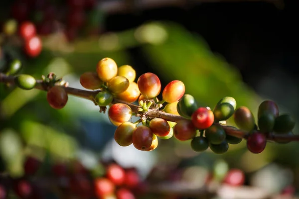 Ziarna kawy dojrzewające na drzewie w północnej Tajlandii — Zdjęcie stockowe